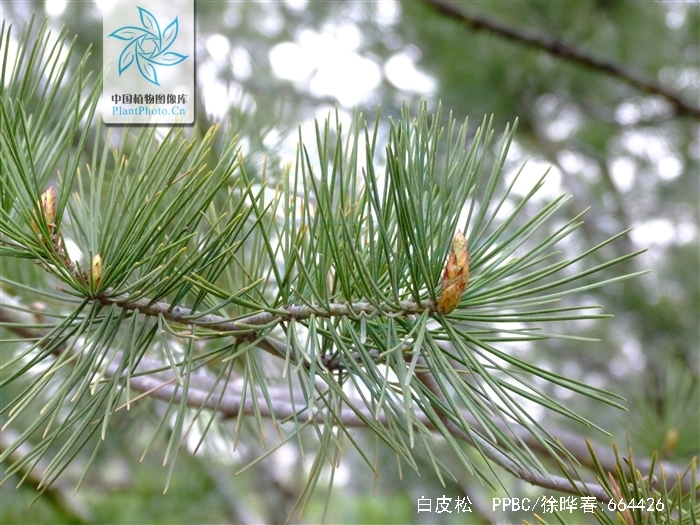 pinus bungeana zucc. ex endl.