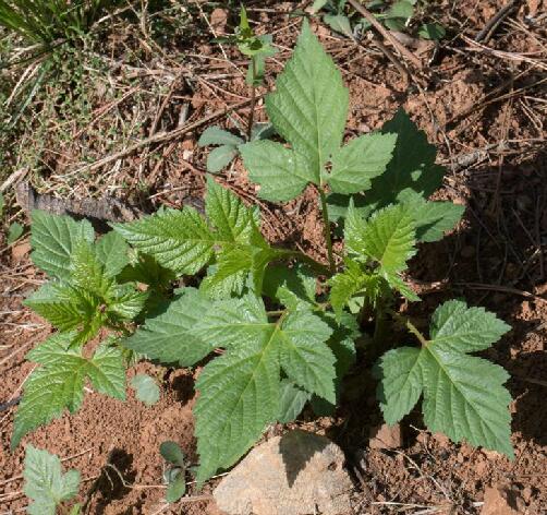 rubus crataegifolius