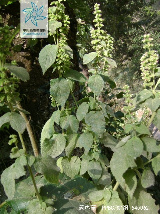  p>簇序草是唇形科植物中的一个种,多年生草本,株高约30-40cm,主要