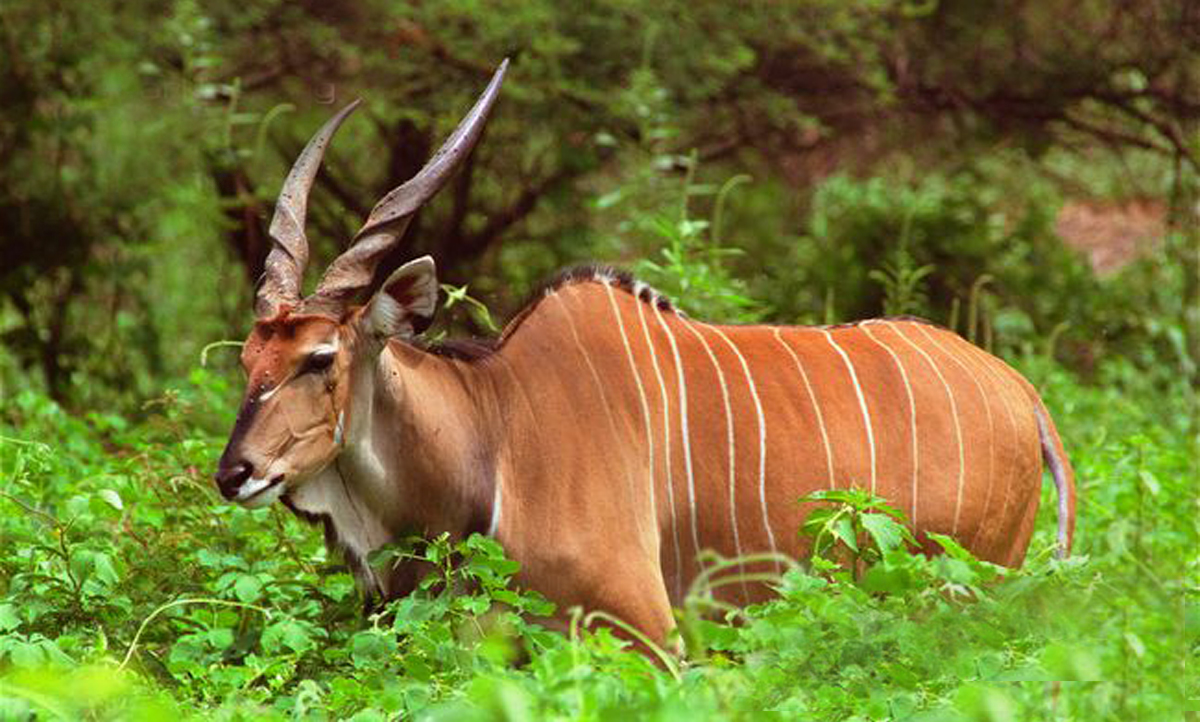  p>德氏大林羚(学名: i>tragelaphus derbianus /i>):体型巨大,雄性