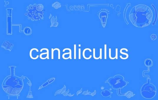 canaliculus_百度百科