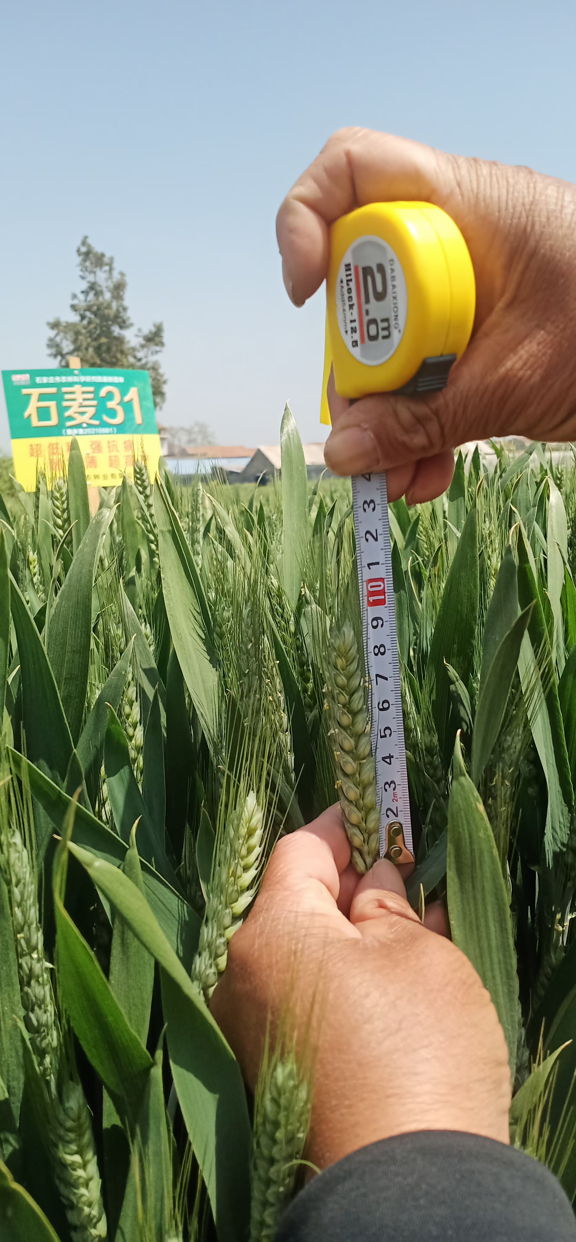 ">洛麦40是洛阳市农林科学院以洛麦23与周麦22杂交后选育成的小麦品种