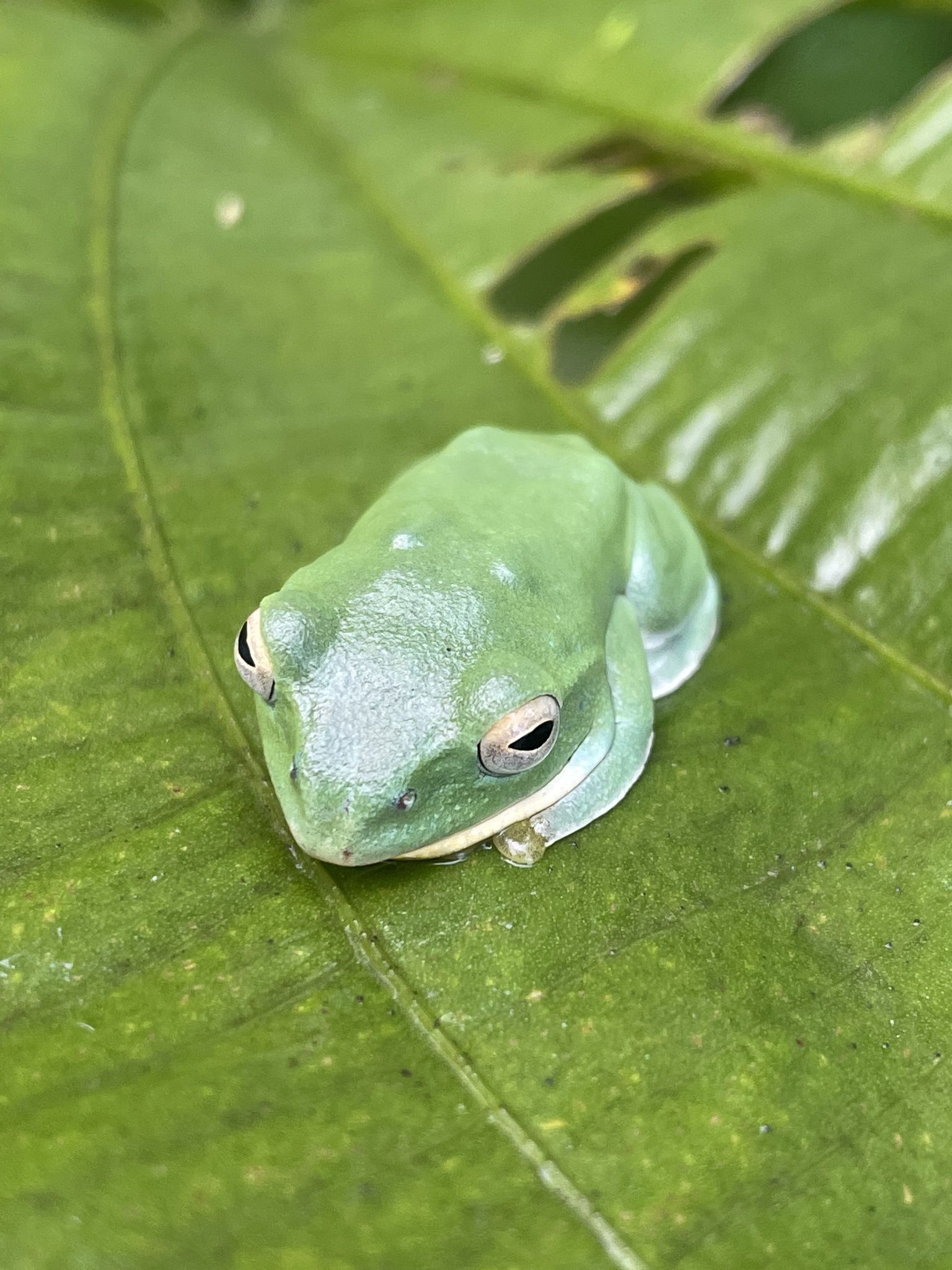  p>台北树蛙(学名: i>zhangixalus /i>  i>taipeianus /i>)是树蛙科