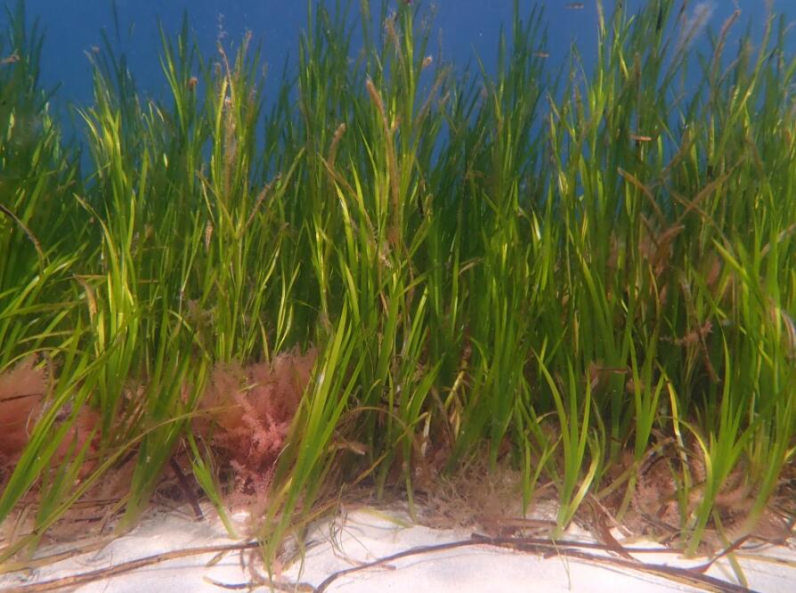  p>大叶藻(学名: i>zostera marina  /i>l.