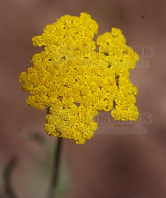  p data-id="tbjnjjfnjmnz">凤尾蓍是菊科蓍草属宿根性草本植物.