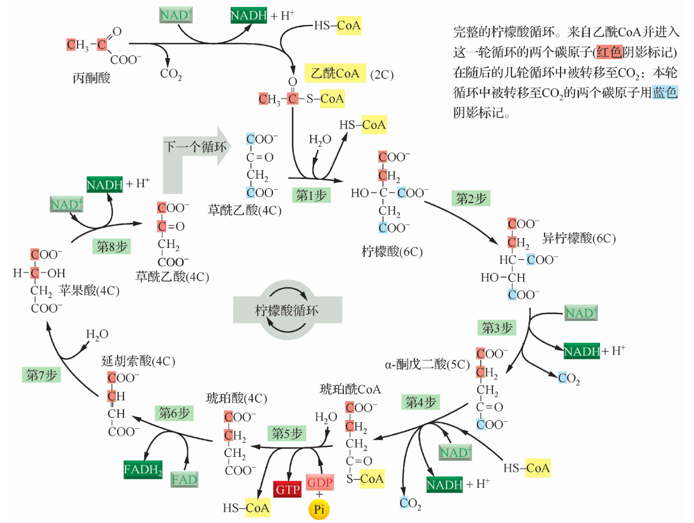 p>三羧酸循环(tricarboxylic acid cycle,tca cycle)是 a target="