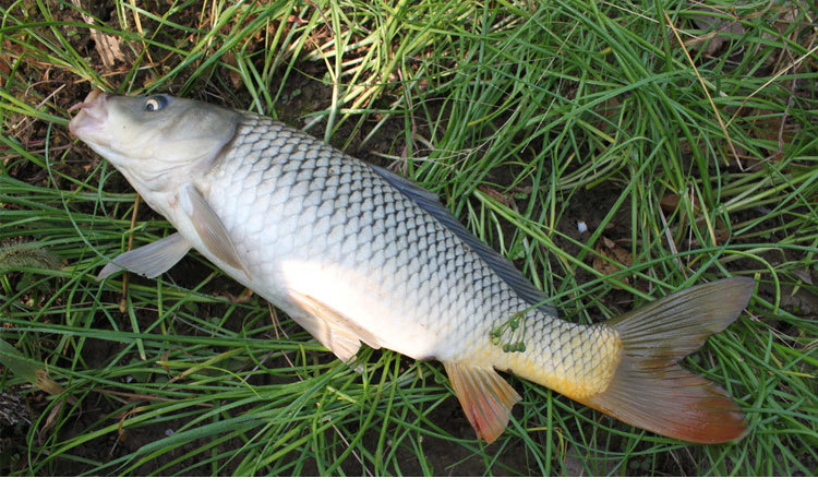 鲤鱼体态肥壮艳丽,肉质细嫩鲜美,是人们日常喜爱食用并且很熟悉的水