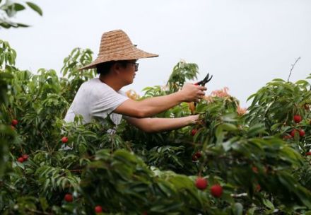 荔枝（无患子科荔枝属植物）_百度百科