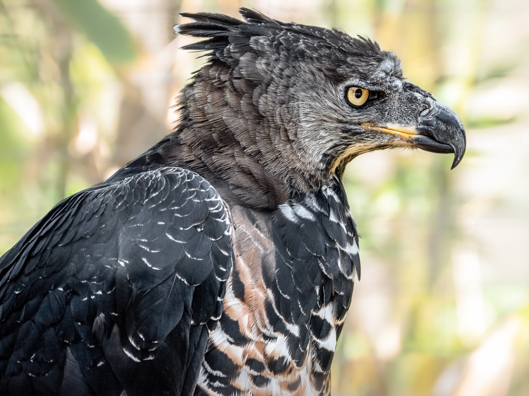 stephanoaetus coronatus