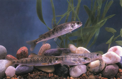  p>细鳞鲑(学名: i>brachymystax lenok /i>)是鲑科,细鳞鱼属鱼类.