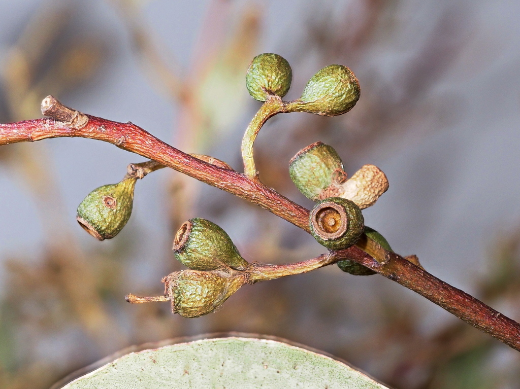 eucalyptus microcarpa