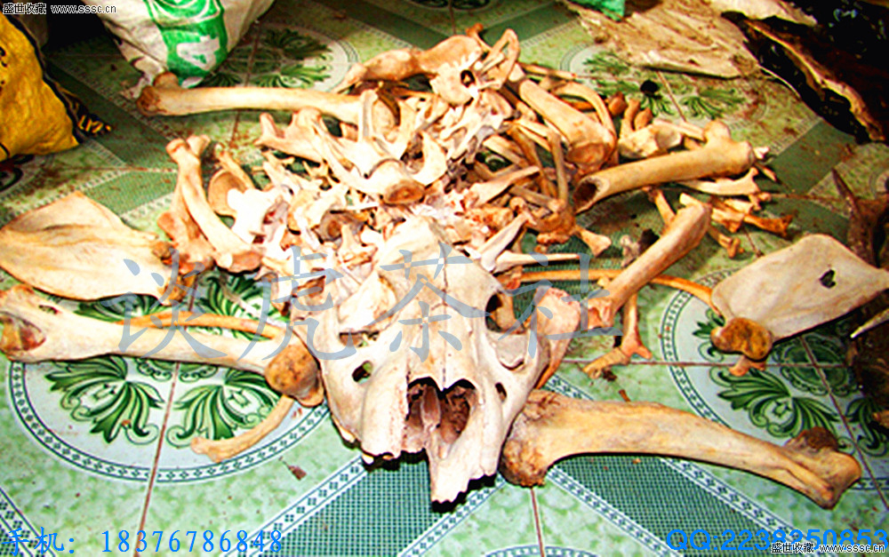 虎骨常见四腿骨,"凤眼","邦骨"最显著,爪钩皮毛易辨认,祛风定痛健筋骨