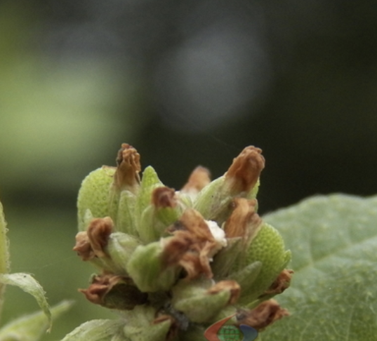 破故纸又名补骨脂,为豆科植物补骨脂的果实