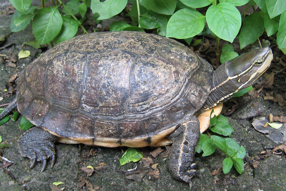  p>云南闭壳龟(学名: i>cuora yunnanensis /i>)是龟科,闭壳龟属爬行