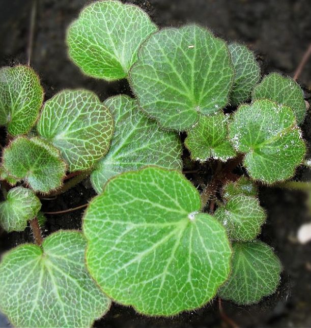 虎耳草科虎耳草属多年生草本植物,茎上有着长长的腺毛;基生叶长婴长