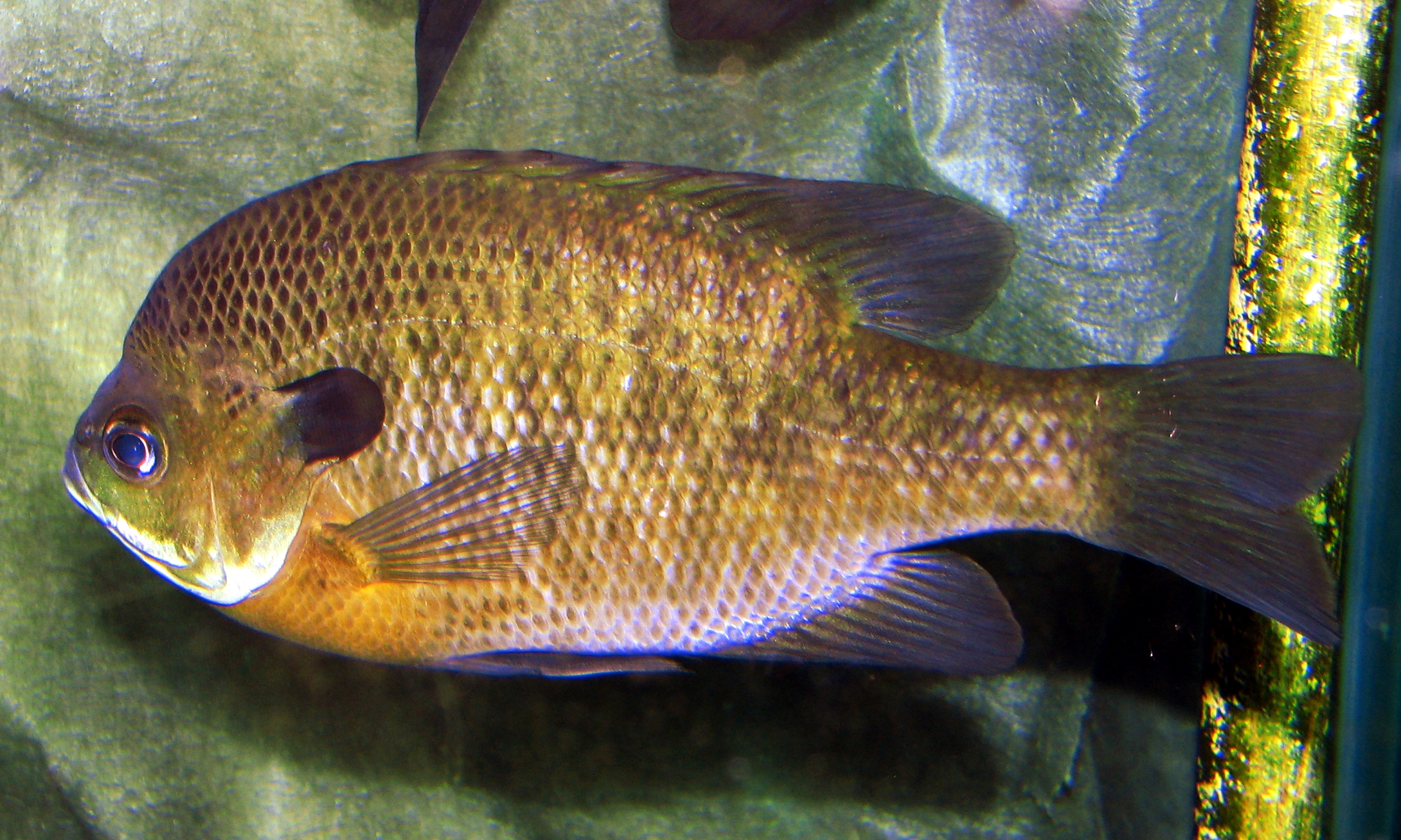  p>蓝鳃太阳鱼(学名: i>lepomis macrochirus /i>)是太阳鱼科,太阳鱼