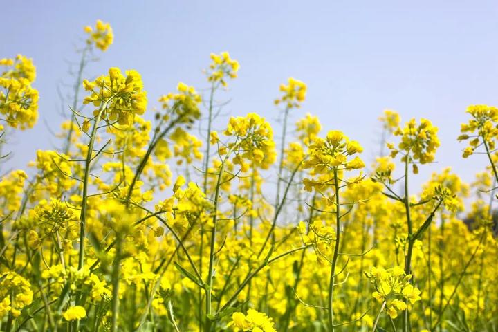  p>欧洲油菜 (学名: i>brassica napus /i> l.