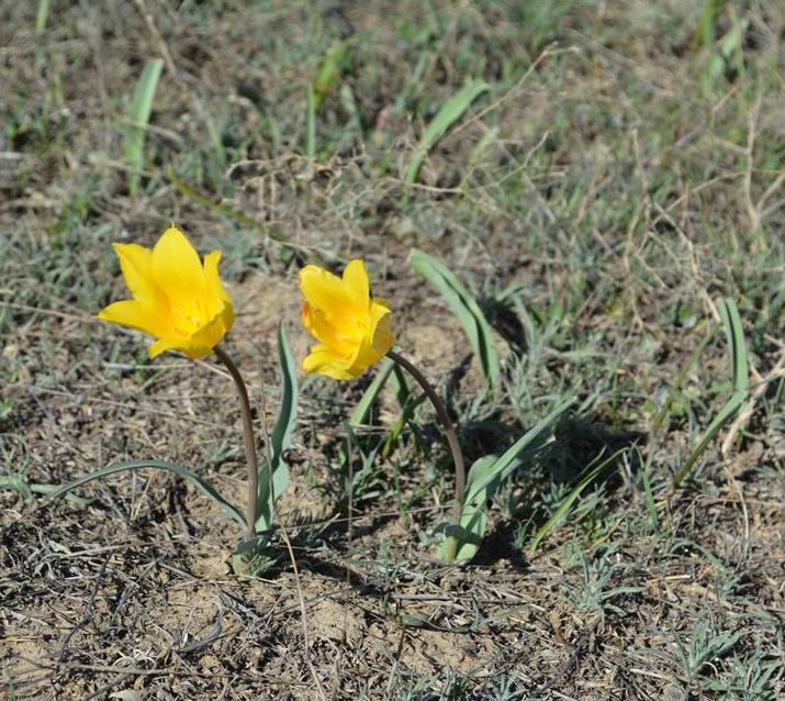  p>准噶尔郁金香(学名: i>tulipa schrenkii /i> regel)是百合科