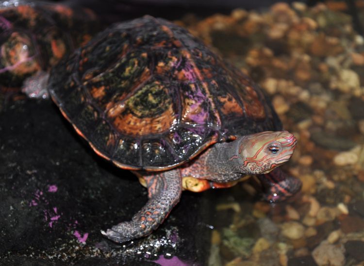  p>木纹龟(学名: i>rhinoclemmys pulcherrima /i