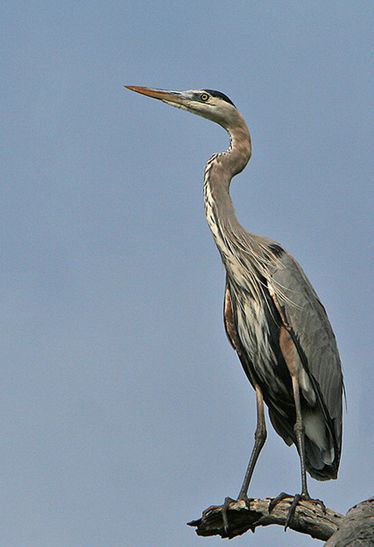 great blue heron