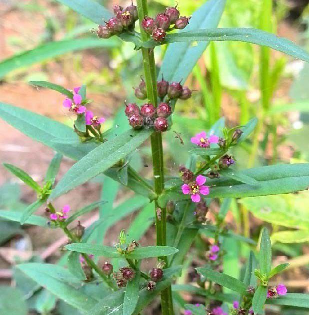  p>耳基水苋(学名: i>ammannia arenaria /i> kunth)是千屈菜科,水