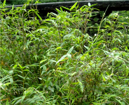 凤尾竹（禾本科簕竹属植物）_百度百科