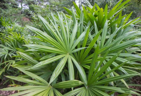 棕竹（棕榈科棕竹属植物）_百度百科
