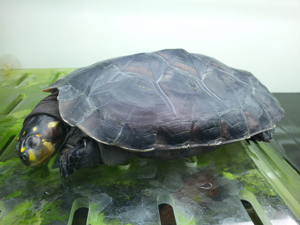 成年个体重约1千克,属中型龟类.