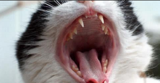 猫口炎_百度百科