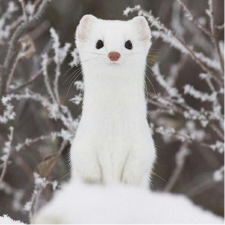 雪地精灵——白鼬_百科TA说