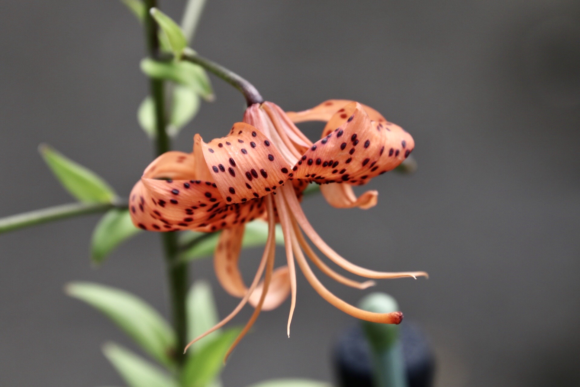  p data-id="tbu8jq8yianf">卷丹百合是百合科百合属的多年生球根植物