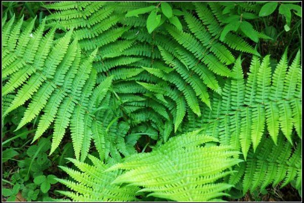 dryopteris paralunanensis