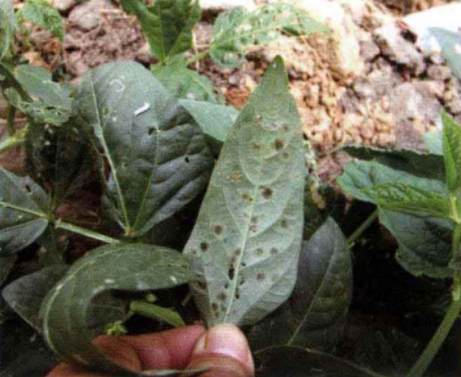 豇豆煤霉病