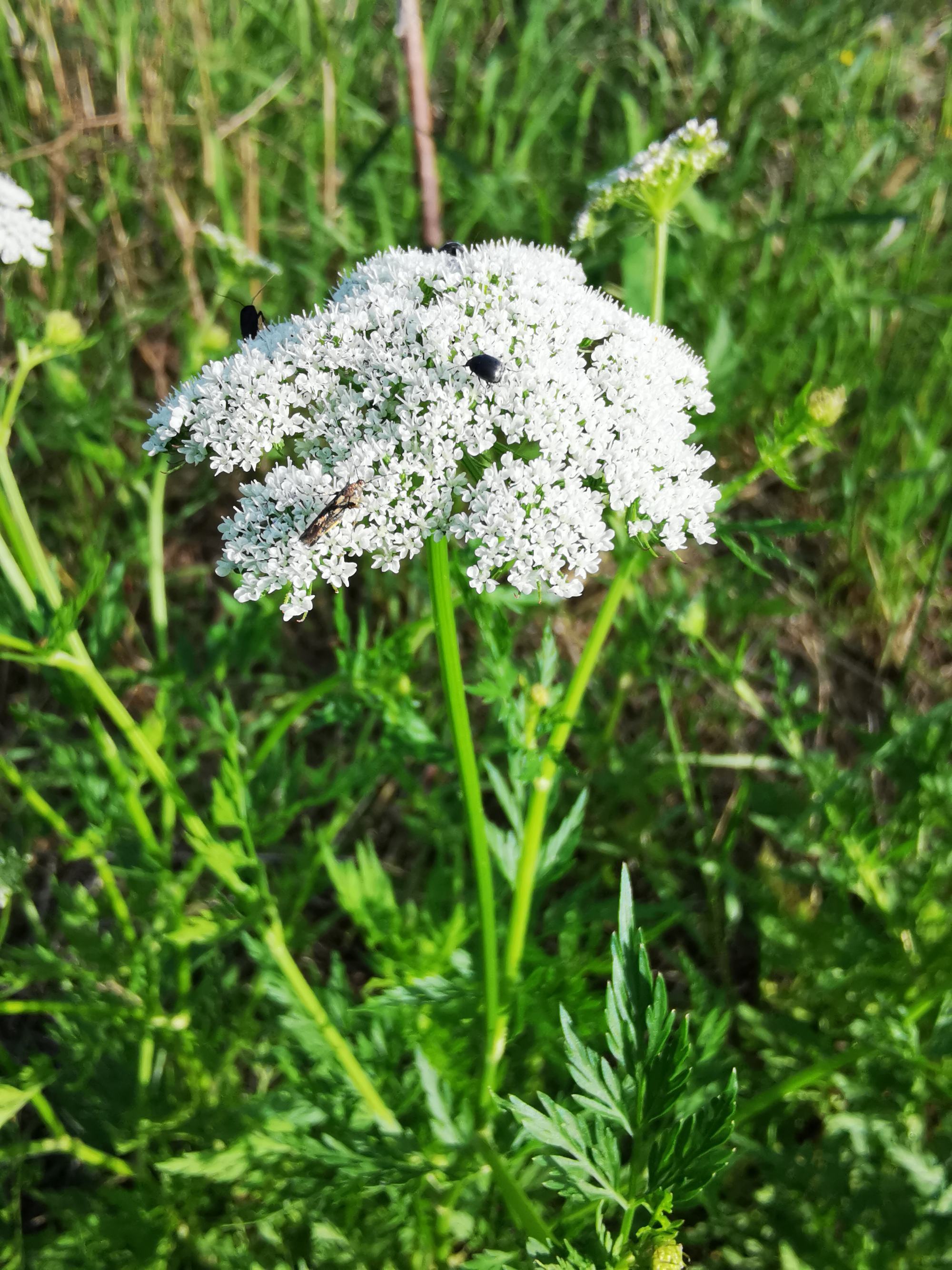 蛇床花