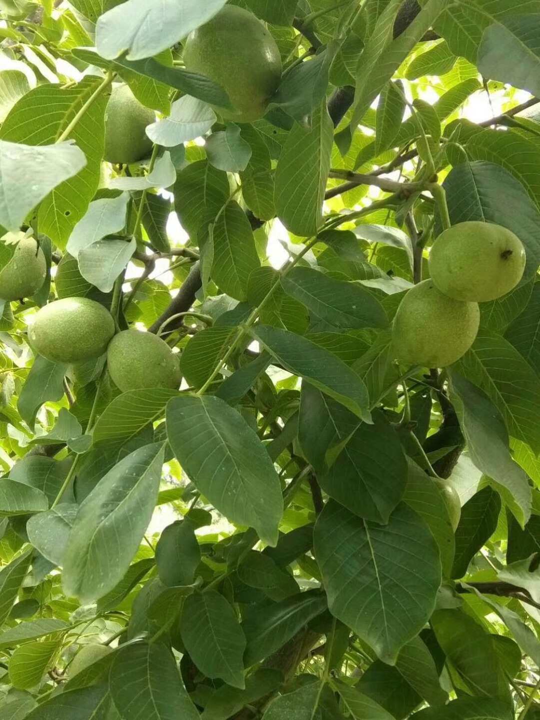 cathayensis dode),别名山核桃