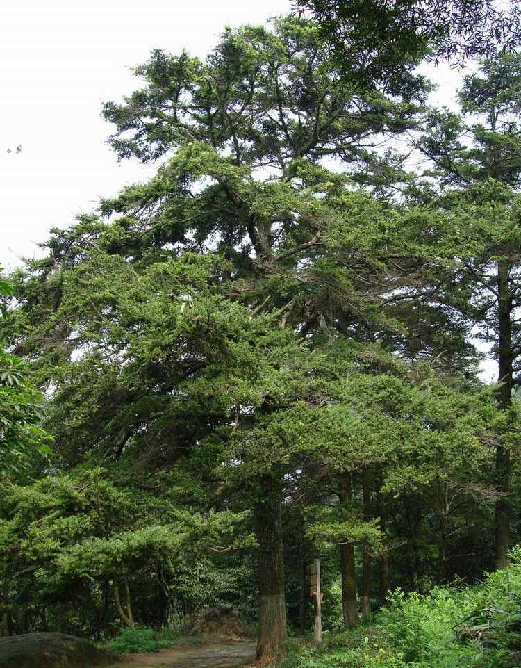 云南油杉家系133