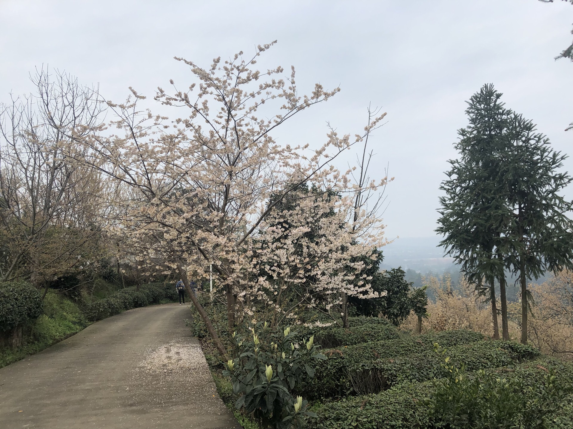 蒲江县樱桃山风景区