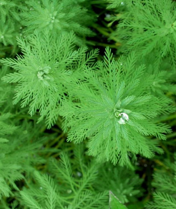 狐尾藻 真是个 狐仙 百科ta说