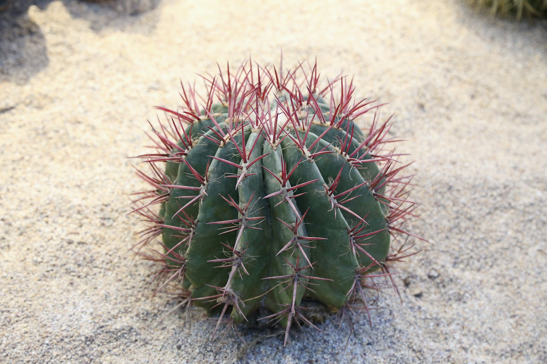 是仙人掌科,金琥属多年生 a target="_blank" href="/item/草本">