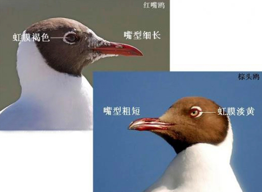 红嘴鸥（鸥科彩头鸥属鸟类）_百度百科