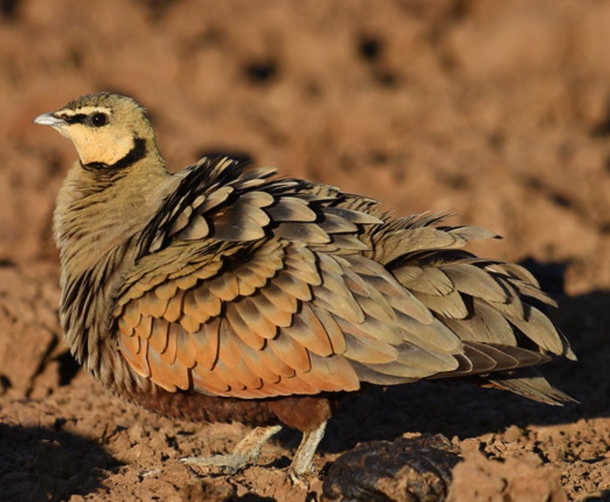 yellow-throated sandgrouse