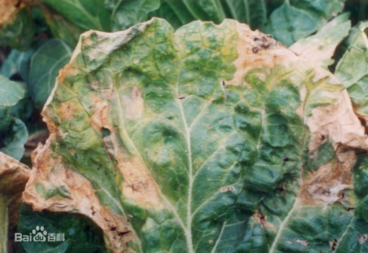 大白菜黑腐病
