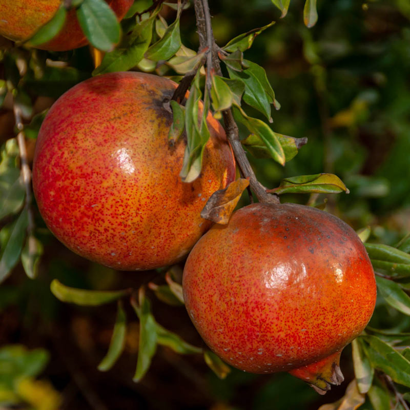  p>石榴属(学名: i>punica /i> linn.):是桃金娘目,千屈菜科的一个属.