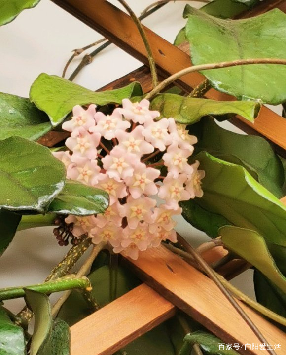 球兰很怪异，必须用“小盆”种，藤蔓才能长，开花才能更多_百科TA说