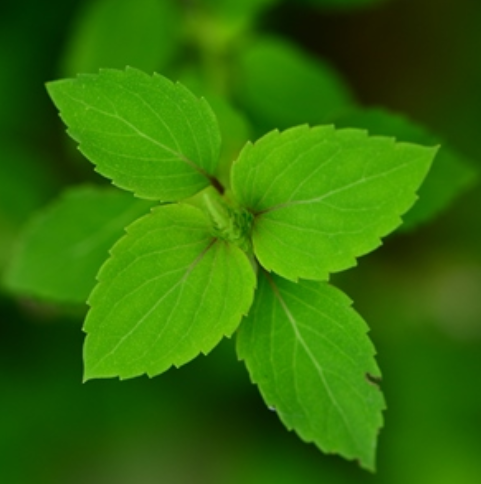 苏州石荠苎