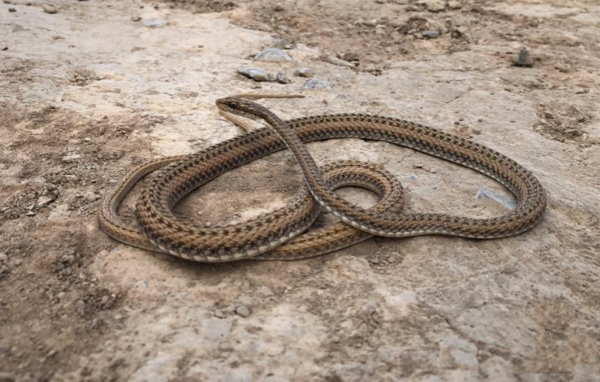 蛇,是中国科学院成都生物所在 a target="_blank" href="/item/新疆