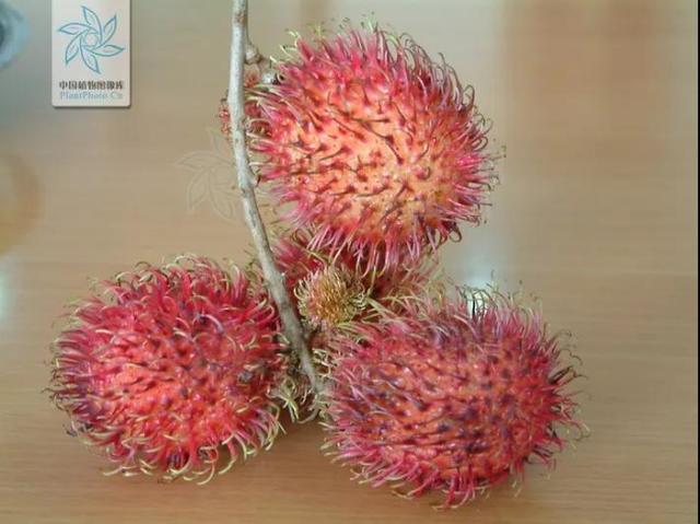 毛荔枝？山荔枝？荔枝：“人红是非多。”_百科TA说