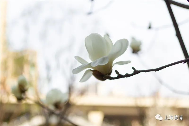 玉兰花开、春意如许！摒牢，还你春意盎然！_百科TA说