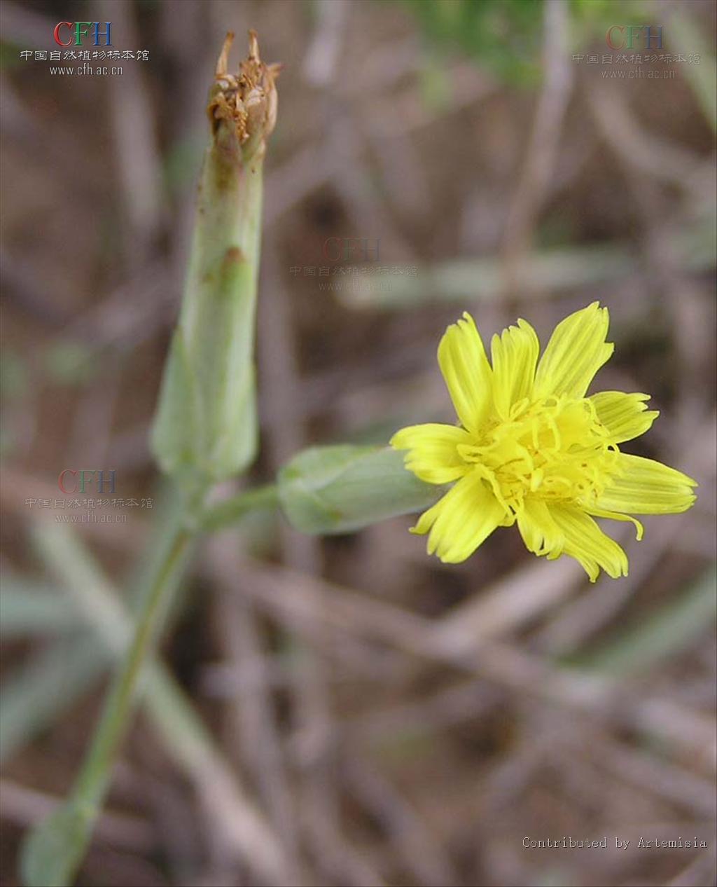  p>蒙古鸦葱(学名: i>scorzonera mongolica /i> maxim.