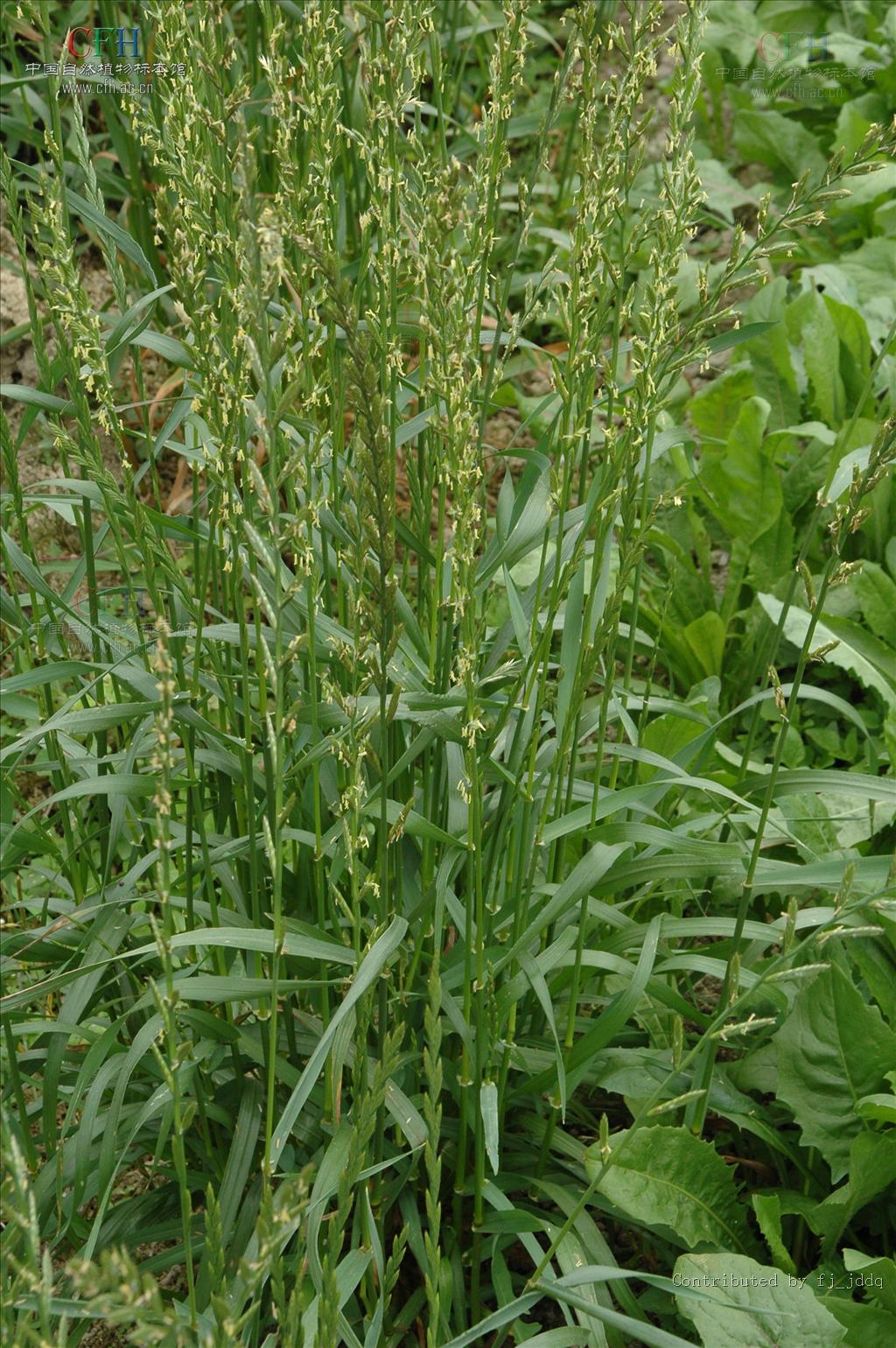  p>黑麦草(学名: i>lolium perenne /i> l.